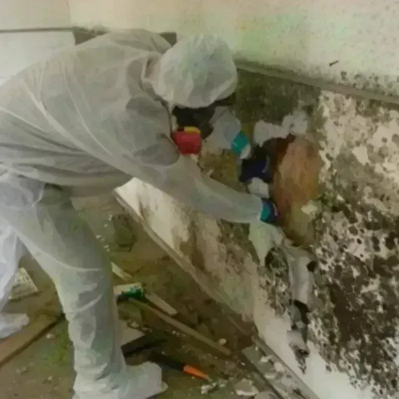 Best Mold Remediation and Removal Service in Santa Cruz, CA